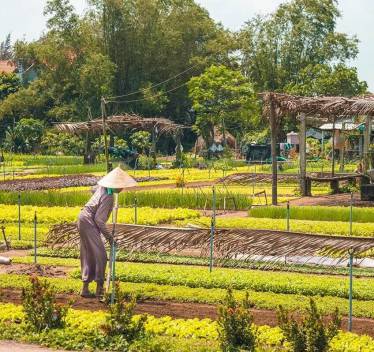 Tra Que Village – Herb & Vegetable Farming